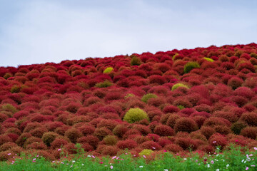 kochia