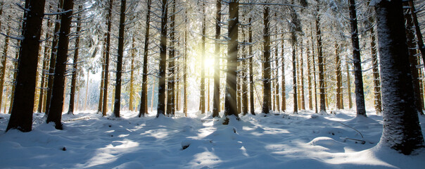 Christmas Holiday Background. Winter sunshine through trees in forest.