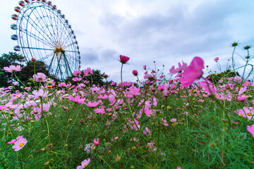 ferris wheel in the park