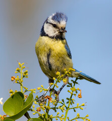 Bluetit posing