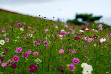 flowers in the field
