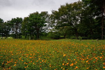 Obraz premium field of yellow flowers