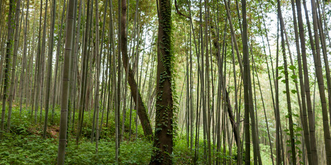 Fototapeta na wymiar Juknokwon Bamboo Forest