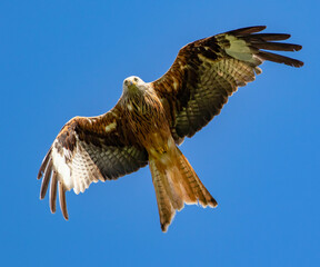 Red kite looking for prey