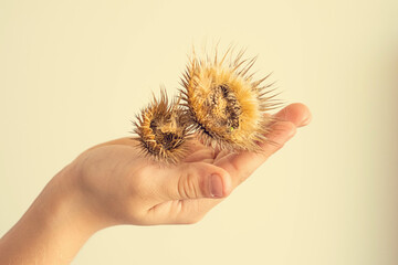 autumn prickly plant held in a child's hand in close-up