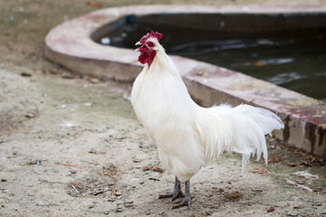 Beautiful Rooster on nature background
