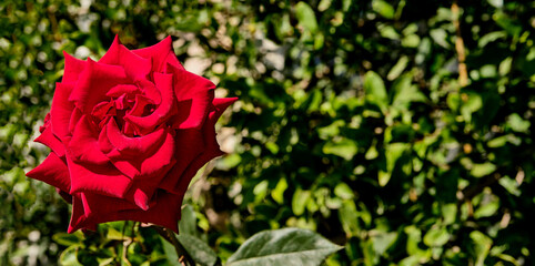 Beautiful bud of a blooming red rose