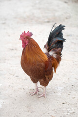 Beautiful Rooster on nature background
