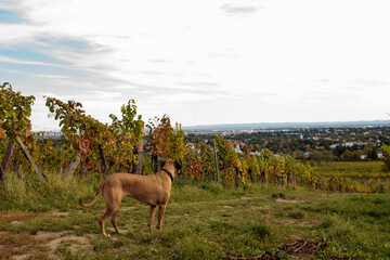 Dog on Vineyard