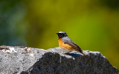 Redstart on stonewall