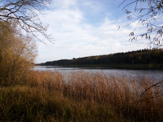 the river in the forest
