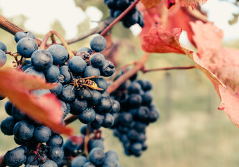 Wasp on Grapes