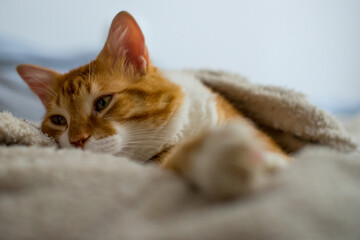 The ginger cat sleeps in a white fluffy blanket. The ginger kitten is resting. A cozy home, autumn mood, a fluffy cat. Sleeping ginger cat. Fluffy pet comfortably settled to sleep.