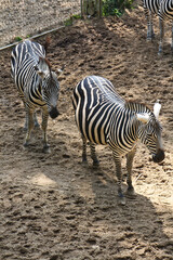 Fototapeta na wymiar striped wonderful zebras in a zoo