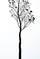 Birch. Vector drawing black pattern