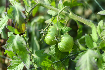 Tomatoes growing in a greenhouse in the garden.