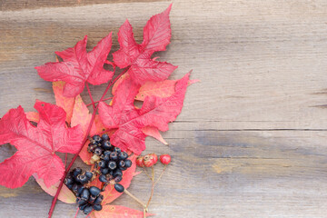 Naklejka na ściany i meble Autumn leaves with wild berries on a textured wooden surface.