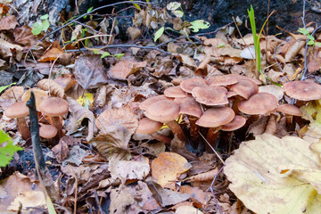 Armillaria. Autumn mushrooms grown under fallen leaves under an