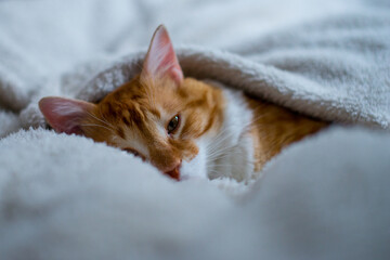 The ginger cat sleeps in a white fluffy blanket. The ginger kitten is resting. A cozy home, autumn mood, a fluffy cat. Sleeping ginger cat. Fluffy pet comfortably settled to sleep.