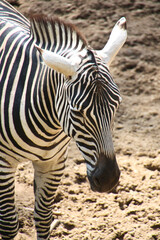 Fototapeta na wymiar striped wonderful zebras in a zoo