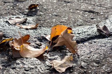 Autumn dry leaves closeup