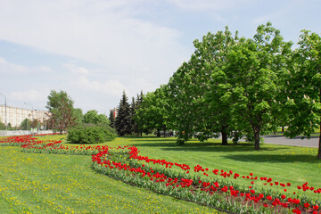 Obraz premium Summer city landscape with red tulips flowers in bed and trees. Ash tree, spruce, fir. Green leaves and grass. Outdoor garden and yard. Plants in soil. Horticulture, cultivation concept. Stock photo
