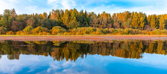 Banner with a view of the lake overgrown with red algae with a reflection of the autumn forest and blue sky