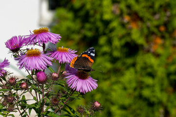 Small tortoiseshell butterfly sitting on a pink aster flower side view  with copy space