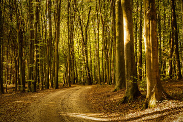 Fototapeta premium Early autumn forest on sunny day. Woods in Styria, Austria