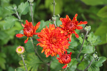 Zinnia elegans, Zinnia swizzle scarlet yellow. Natural theme.