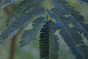 close up of fern leaf