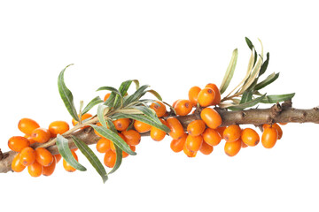 Sea buckthorn branch with ripe berries and leaves on white background - obrazy, fototapety, plakaty