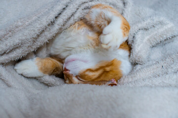Fototapeta na wymiar The ginger cat sleeps in a white fluffy blanket. The ginger kitten is resting. A cozy home, autumn mood, a fluffy cat. Sleeping ginger cat. Fluffy pet comfortably settled to sleep.