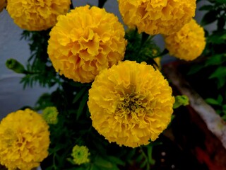 Beautiful yellow Marigold flower, Tagetes is a genus of annual or perennial, mostly herbaceous plants in the sunflower family.