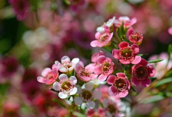 Red, pink and white flowers of the Australian Chamelaucium waxflower variety My Sweet Sixteen, family Myrtaceae.