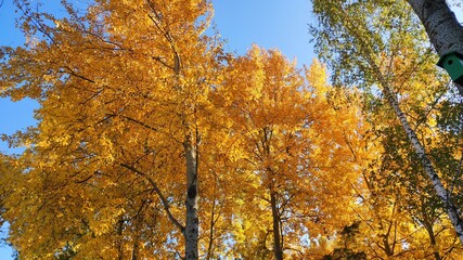 Fototapeta premium autumn trees in the park