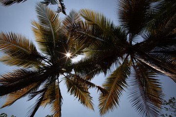 Fototapeta na wymiar The sun shines through the palm branches.
