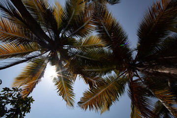 Fototapeta na wymiar The sun shines through the palm branches.