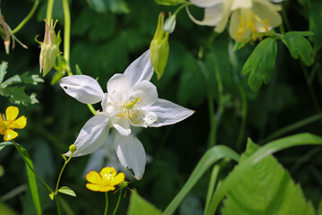 A beautiful pink Aquilegia flower with a yellow pestle. A delicate garden flower.