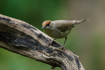 Eurasian blackcap ,,Sylvia atricapilla,, in danube forest, Slovakia, Europe