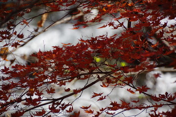 紅葉