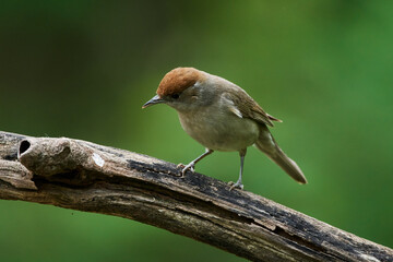 Eurasian blackcap ,,Sylvia atricapilla,, in danube forest, Slovakia, Europe