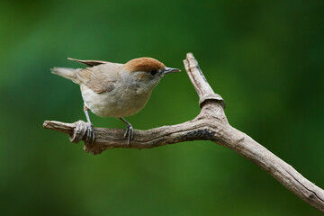 Eurasian blackcap ,,Sylvia atricapilla,, in danube forest, Slovakia, Europe
