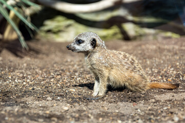 young Meerkat (Suricata suricatta) standing on ground waiting