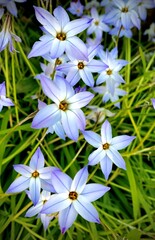 Petites fleurs bleues sur herbe verte © Laurence pictures 