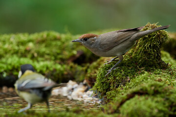Eurasian blackcap ,,Sylvia atricapilla,, in danube forest, Slovakia, Europe