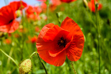 Wild red poppy plants blossoming at spring