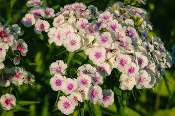 Many white-pink flowers of Dianthus barbatus, the sweet William.