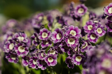 Fototapeta premium Beautiful violet, yellow and purple primula x, pubescens flowers blooming in summer.