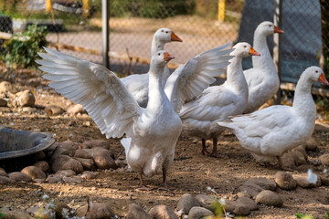geese on the farm